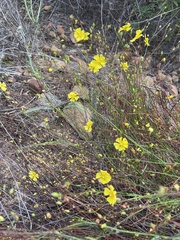 Crocanthemum aldersonii