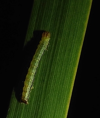 Epiphryne verriculata