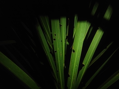 Epiphryne verriculata