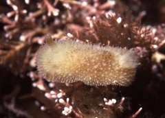 Thordisa bimaculata