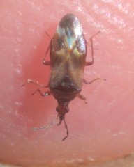Anthocoris