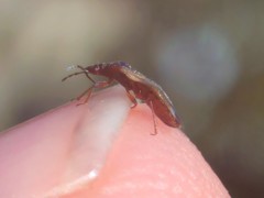 Anthocoris