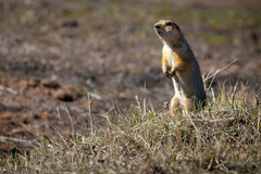 Spermophilus major