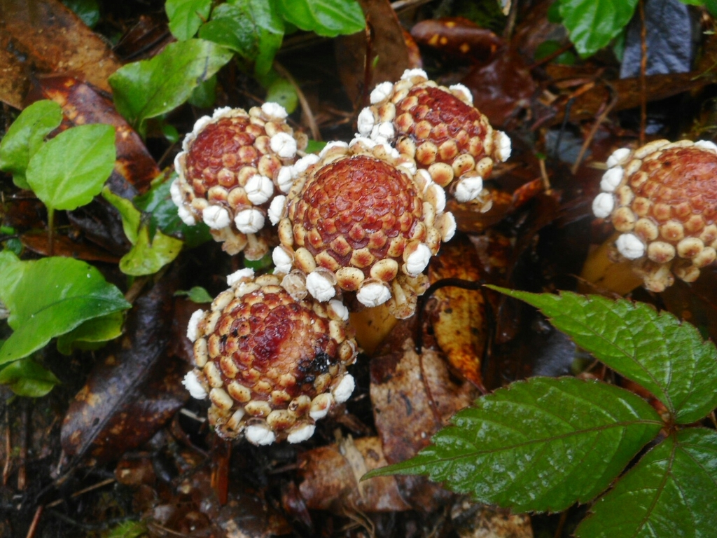Harland’s Balanophora