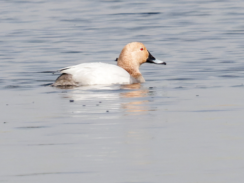 Porrón europeo (Aythya ferina)