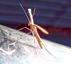 Emmelina monodactyla