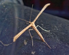 Emmelina monodactyla