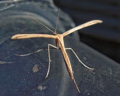 Emmelina monodactyla
