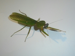 Rhombodera