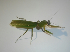 Rhombodera