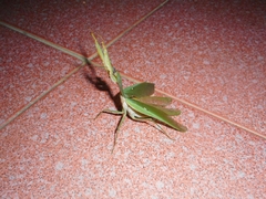 Rhombodera