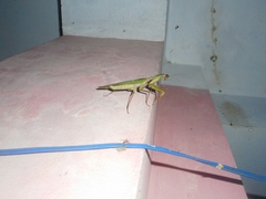 Rhombodera