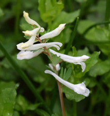 Corydalis paczoskii