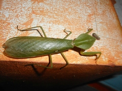 Rhombodera