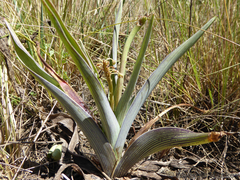 Ledebouria zebrina