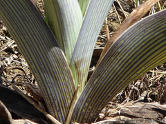Ledebouria zebrina