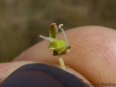 Ledebouria zebrina