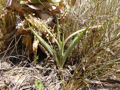 Ledebouria zebrina