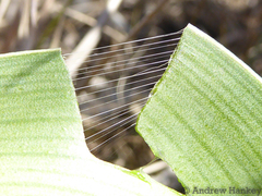 Ledebouria zebrina
