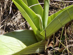 Ledebouria zebrina