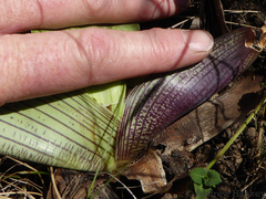 Ledebouria zebrina
