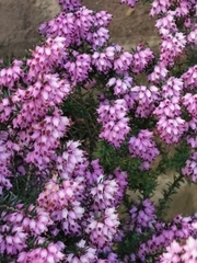 Erica carnea