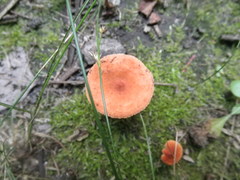 Lactarius oculatus