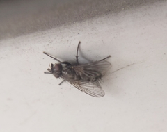 Triarthria setipennis