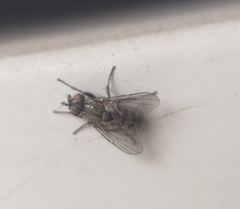 Triarthria setipennis