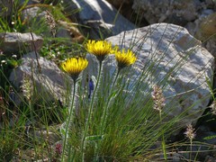 Hieracium villosum