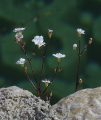 Heliosperma alpestre