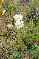 Hebenstretia parviflora