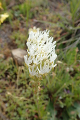 Hebenstretia parviflora