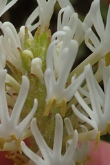 Hebenstretia parviflora