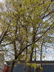Acer platanoides