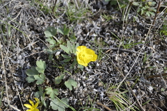 Ranunculus polyrhizos