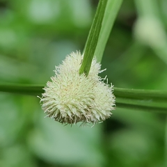 Cyperus mindorensis