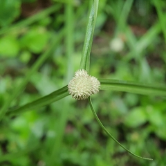 Cyperus mindorensis