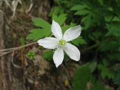 Anemonastrum baicalense