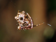 Australomimetus sennio