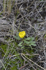 Ranunculus polyrhizos
