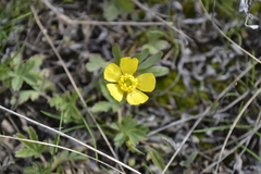 Ranunculus polyrhizos
