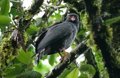 Buteogallus schistaceus