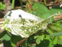 Anthocharis scolymus