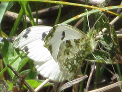 Anthocharis scolymus