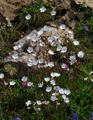 Heliosperma alpestre