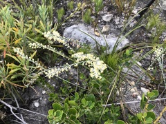 Struthiola confusa
