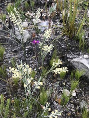 Struthiola confusa