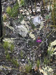 Struthiola confusa