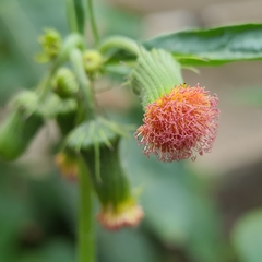 Crassocephalum crepidioides